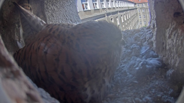 Wszystkie jaja w gnieździe pustułek ze szczecińskiego Urzędu Miasta zostały już złożone. Samica wysiaduje tym razem sześć jaj.