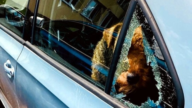 Uwięzionego w rozgrzanym aucie psa uratowali policjanci z Choszczna. Zwierzę znajdowało się w pojeździe zaparkowanym przed szpitalem.