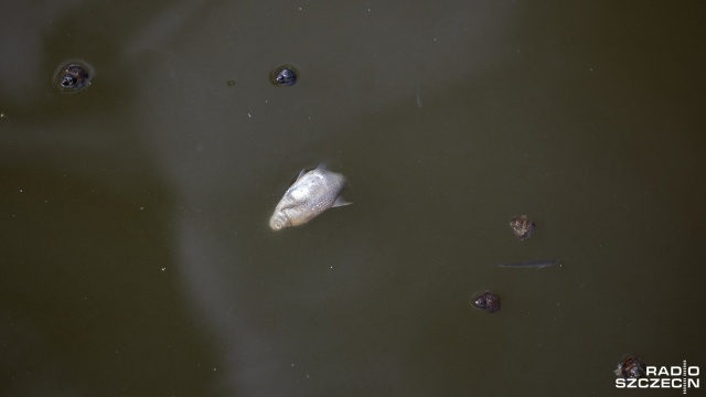 Śnięte ryby wyłowiono z Kanału Gliwickiego - alarmuje Greenpeace. Organizacja zwraca uwagę, że kopalnie ponownie zanieczyszczają rzekę.